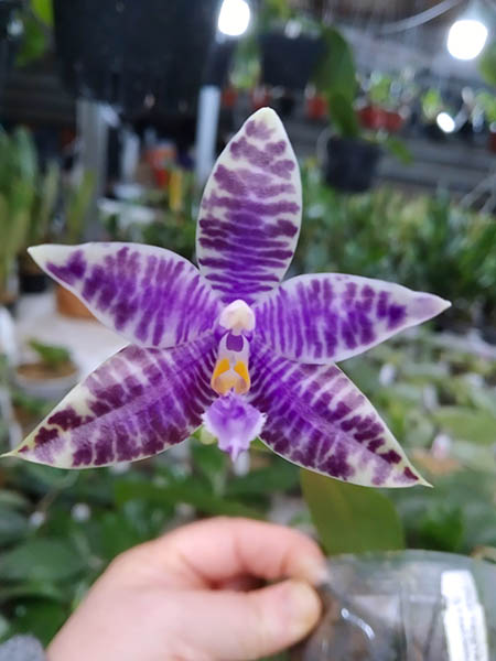 Phalaenopsis (YangYang Blueberry x lueddemannian fma coerulea).jpg