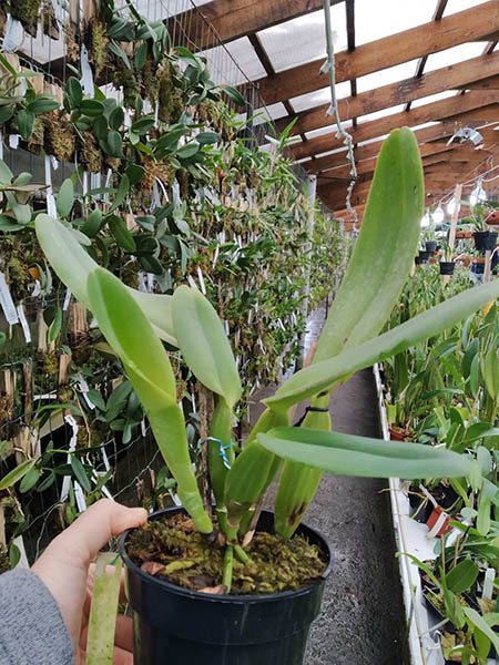 Cattleya warneri suavissima 'Ricardo Bells' x SELF.jpg