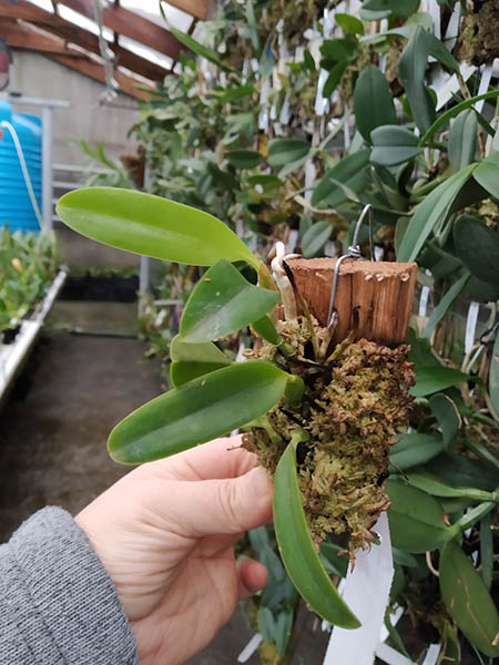 Laelia alaorii tipo grande x self.jpg