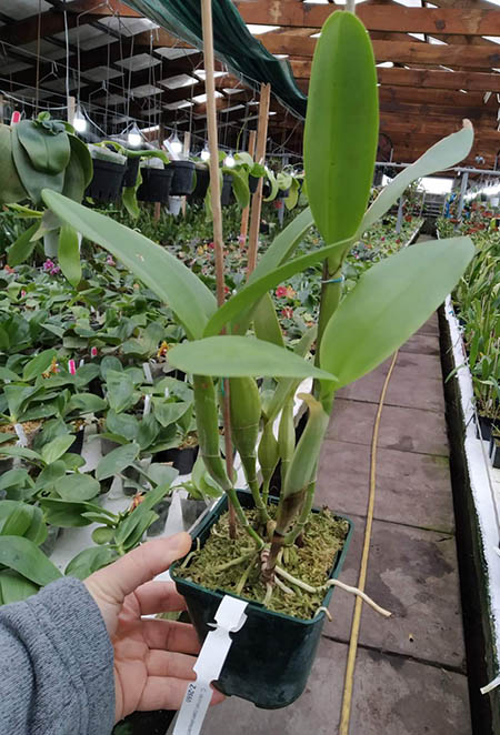 Cattleya skinneri (coerulescens x semi-alba 'Danae').jpg