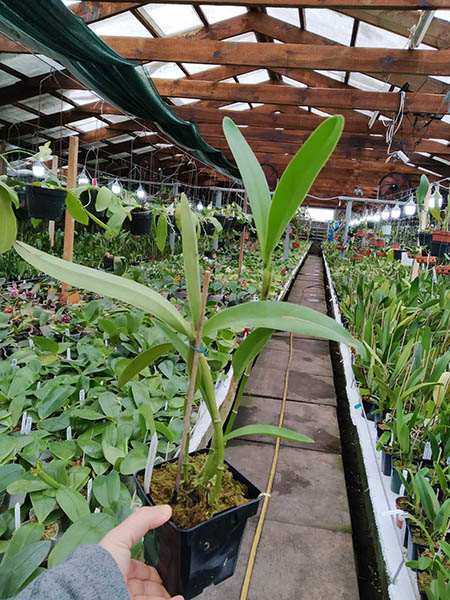 Cattleya bowringiana.jpg