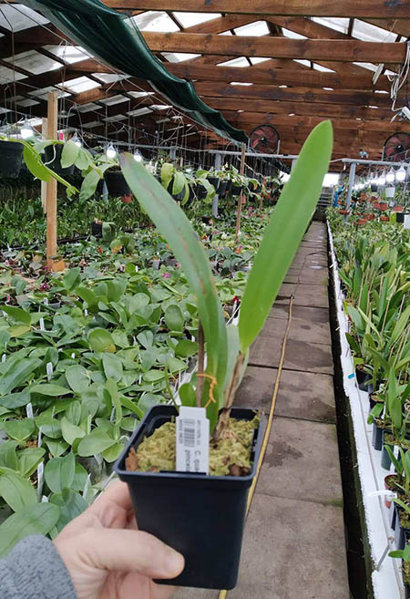 Cattleya quadricolor semi alba pincelada x self.jpg