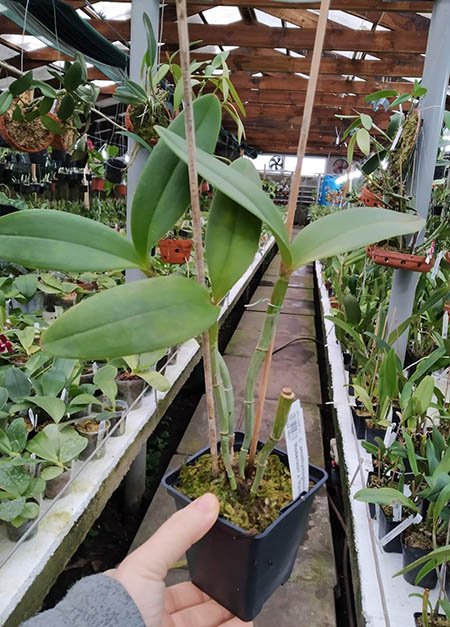 Cattleya amethystoglossa aurea 'Roberson' x 'Maria Luiza'.jpg