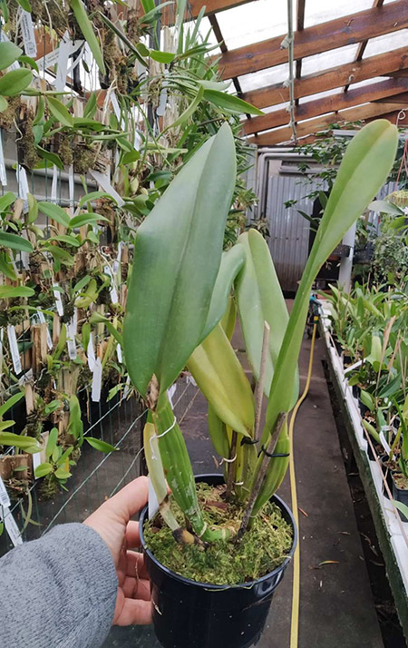 Cattleya labiata coerulea nativa 'Rio Verde' x 'Carolina Azul'.jpg