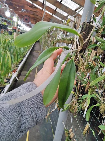 Laelia pumila (vinho 'Vinho' x oculata 'Imperatriz').jpg