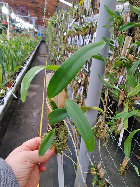 Laelia pumila (oculata 'Imperatriz' x coerulea 'OK').jpg