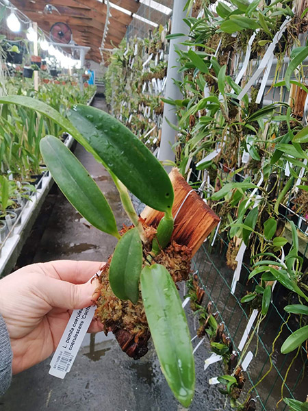 Laelia pumila coerulea 'D Rosinha' x coerulescens 'Cochetto'.jpg