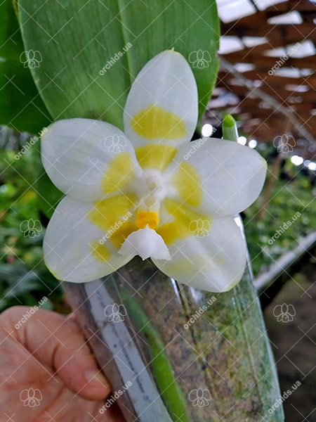Phalaenopsis Yaphon Gelacea 'Peter 3'.jpg