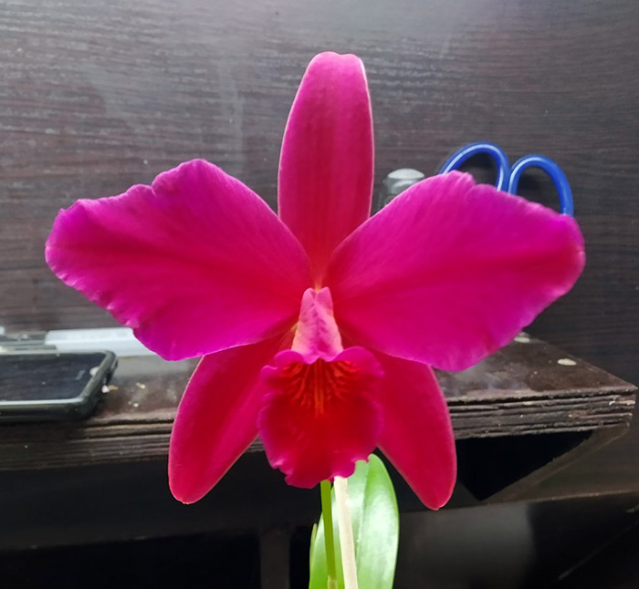 Sophrolaeliocattleya Hsin Buu Lady 'Red Beauty'.jpg