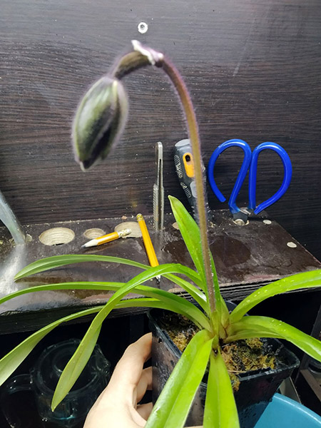 Paphiopedilum hirsutissimum var esquirolei.jpg