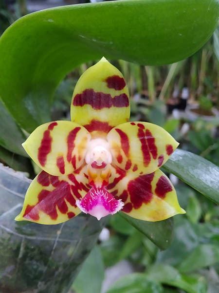 Phalaenopsis (YangYang Love x KS Super Zebra).jpg