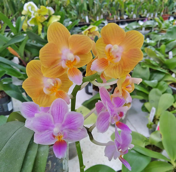 Phalaenopsis (Liu’s Twilight 'Rainbow') x Yaphon Perfume 'Yellow'.jpg