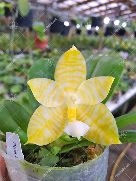 Phalaenopsis Lyndon Gold Ring (clone).jpg