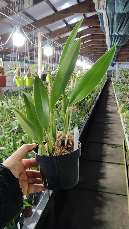 Laelia anceps var veitchiana.jpg