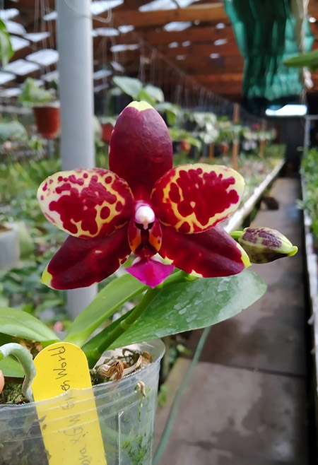 Phalaenopsis KS Super Zebra x GW Green World.jpg