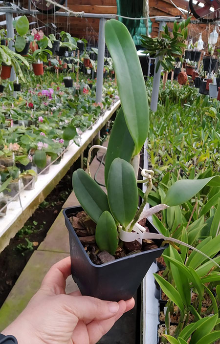 Cattleya Whitei alba (warneri alba x schilleriana alba).jpg