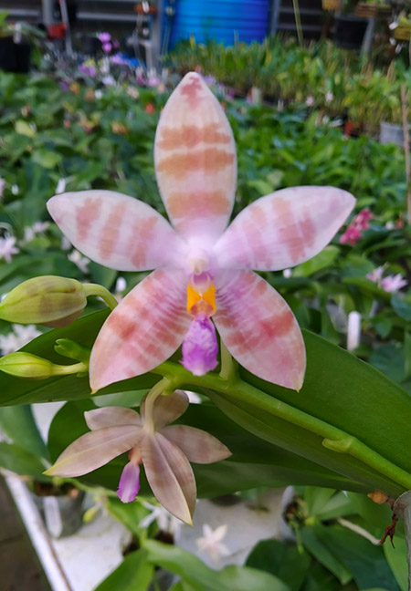 Phalaenopsis Penang Violacea x tetraspis.jpg