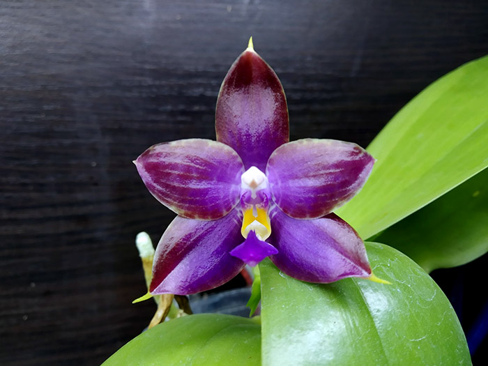 Phalaenopsis Mituo Reflex Dragon x LD Purple 3S.jpg