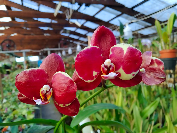 Phalaenopsis YangYang Red Diamond (Huar Jiu Diamond x Dou-dii Super Star).jpg