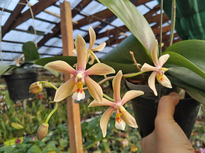 Phalaenopsis Jiaho's Pink Girl x mannii black.jpg