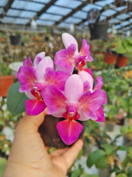 Phalaenopsis Liu's Berry 'ES'.jpg