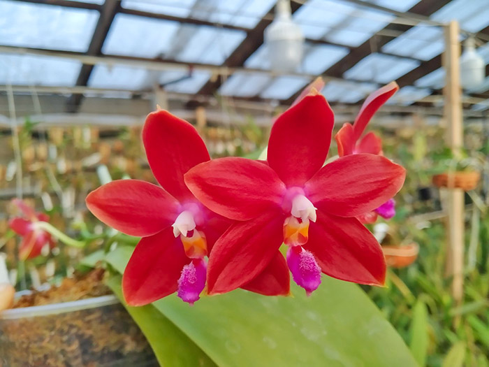 Phalaenopsis speciosa 'SWR -38' x Mituo King Bellina '126'.jpg