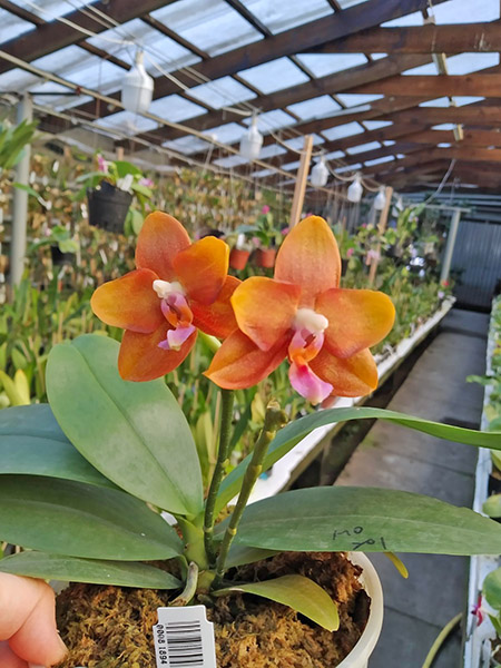 Phalaenopsis Mituo Champion King 'Brick Red'.jpg