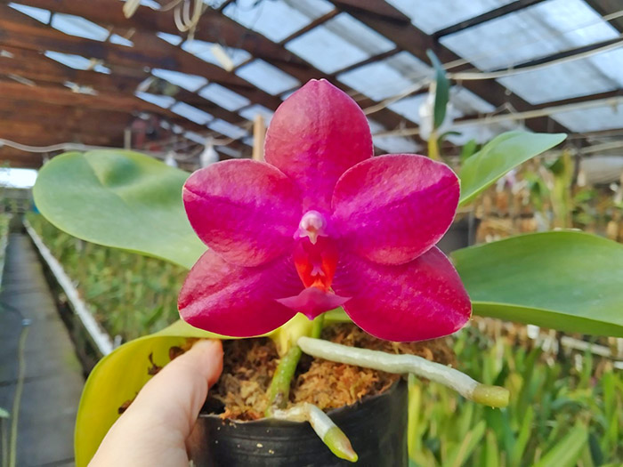 Phalaenopsis Miro Super Star 'MO198' x LD Sun Dragon 'MO98'.jpg