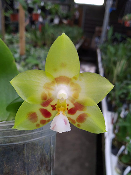 Phalaenopsis Chienlung Sweet Heart 'Green'.jpg