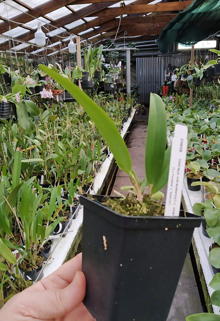 Cattleya warscewiczii coerulea ('La Floresta' x '62614').jpg