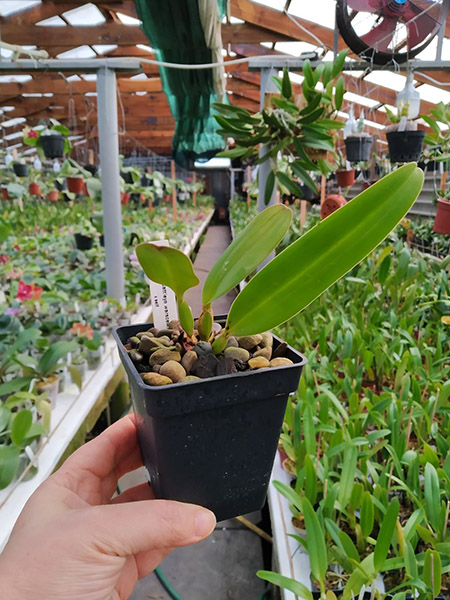 Cattleya warscewiczii coerulea 'La Floresta' x self.jpg