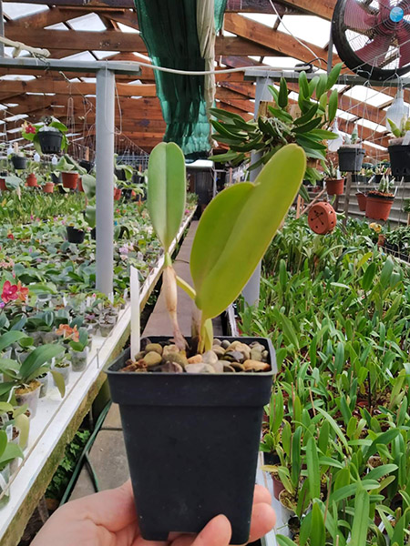 Cattleya warscewiczii sanderiana x self.jpg