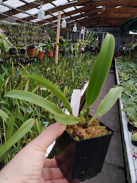 Cattleya warscewiczii coerulea 'Perfecta' x self.jpg