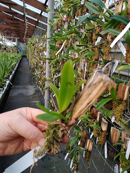 Cattleya warscewiczii semi-alba 'CH' x warscewiczii semi-alba 'Lovesome'.jpg