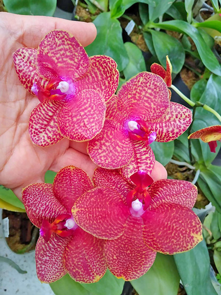 Phalaenopsis Miro Sun 'Miro 2' x Yaphon Goldrose 'Yaphon'.jpg