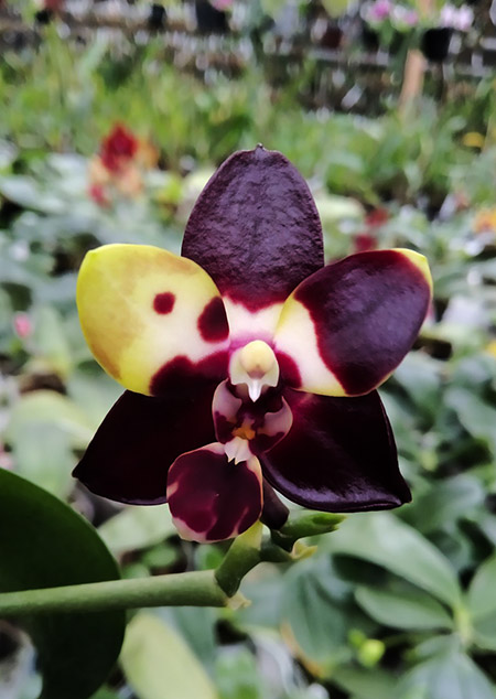 Phalaenopsis Chienlung Black Conch.jpg