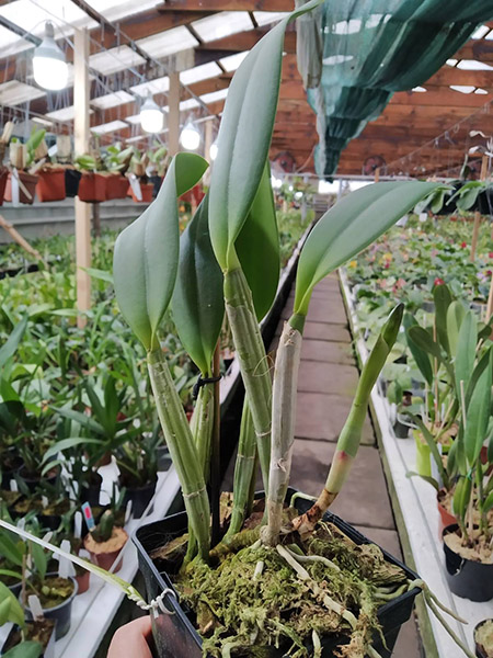 Cattleya lueddemanniana (Morena x OK-2) 'N 1' x lueddemanniana dark lip splash.jpg