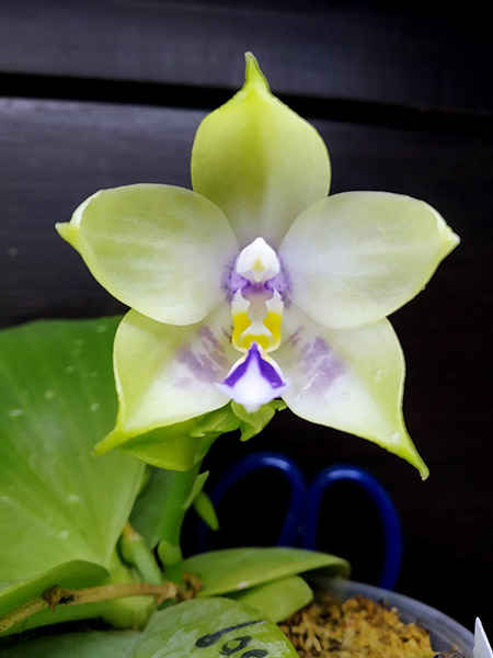 Phalaenopsis Mituo Prince 'Bb' x Lyndon Reflex 'Mituo #1'.jpg