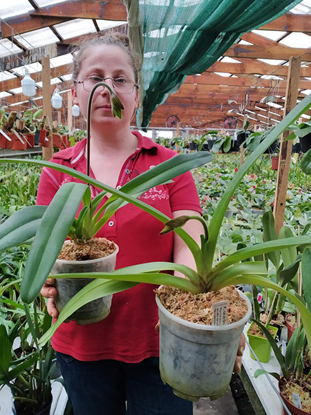 Paphiopedilum Julius Orchidfactory (rothschildianum x lowii).jpg