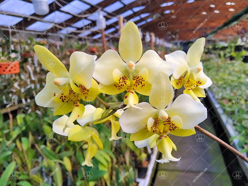 Phalaenopsis stuartiana yellow.jpg