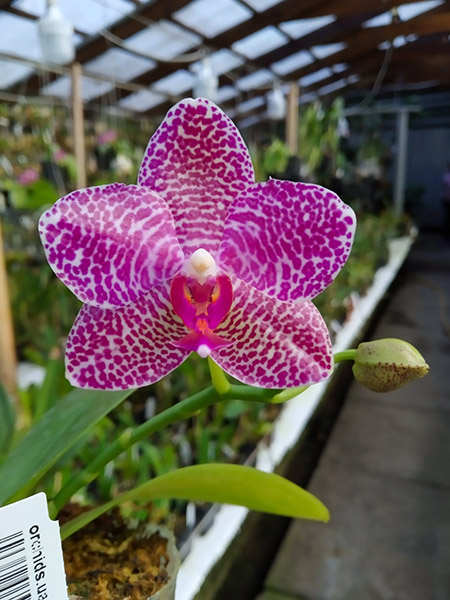 Phalaenopsis Miro Jo Gi 'Mituo #1' x Mituo Sun 'Mituo #1'.jpg