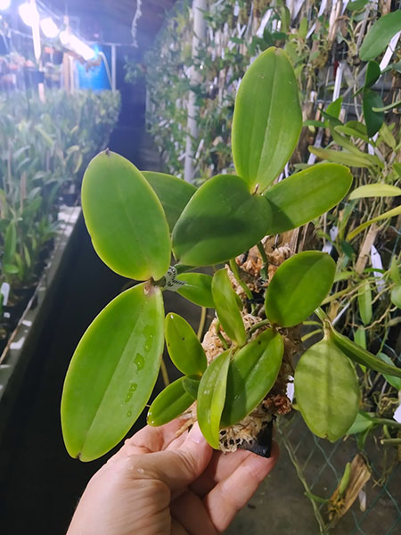 Cattleya aclandiae tipo (seedlings).jpg