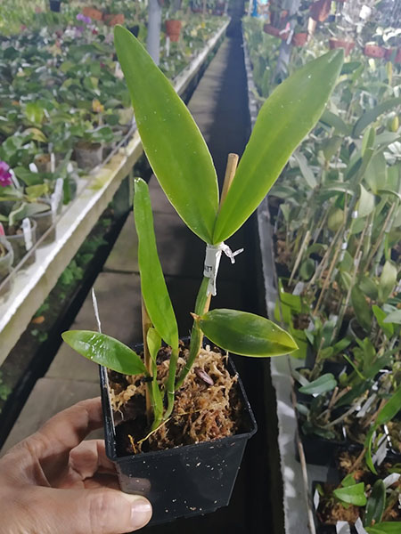 Cattleya bicolor alba x coerulea.jpg