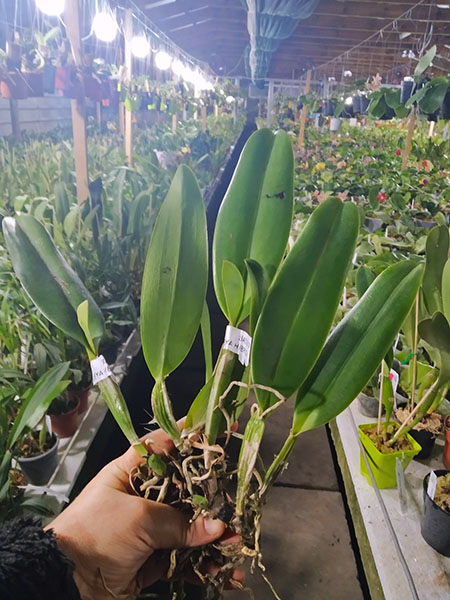 Cattleya schroederae 'Popayan' x self.jpg