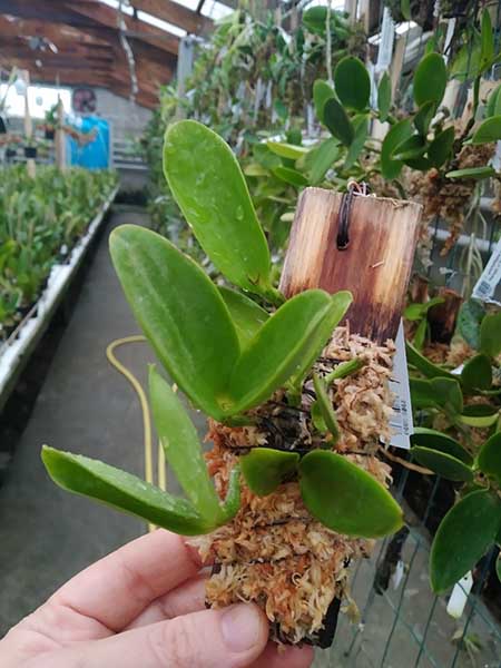 Cattleya aclandiae alba x alba.jpg