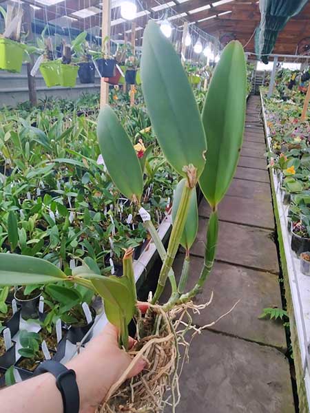 Cattleya lueddemanniana tipo ('Haide' x sib) x coerulea 'Giovani Bordini'.jpg