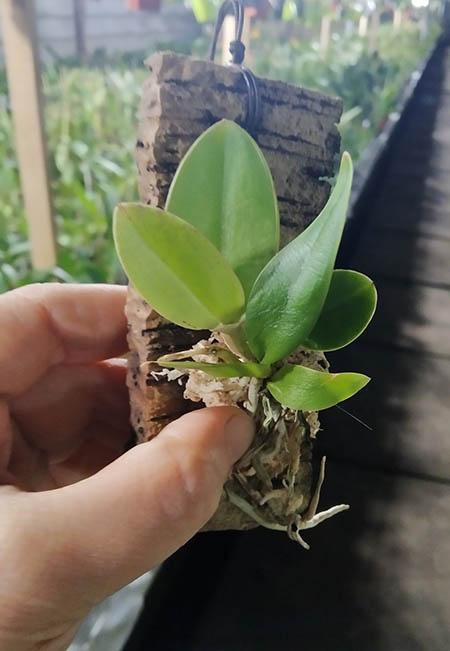 Cattleya nobilior lineata 'Porcao dobrada' x self.jpg