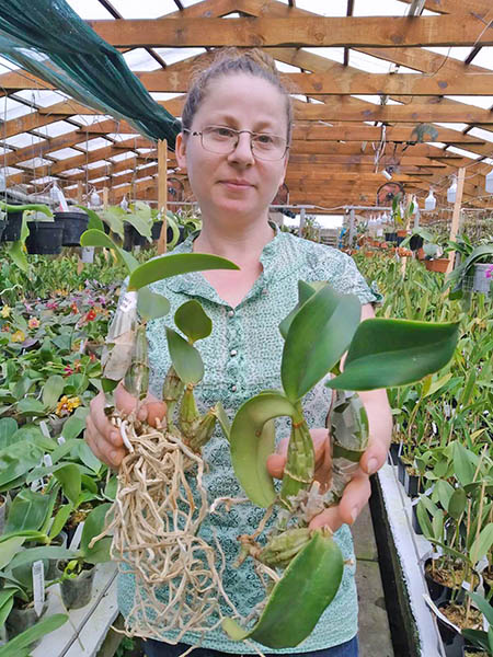 Cattleya nobilior amalie.jpg