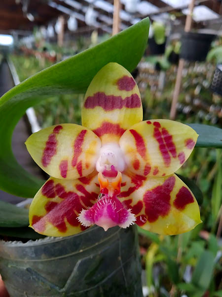 Phalaenopsis (Yaphon Yellow Bloom x KS Super Zebra).jpg