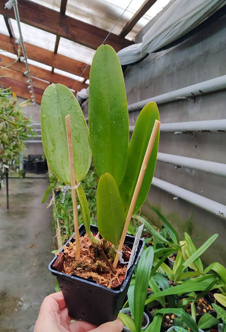 Cattleya warneri semi-alba (Jean) x warneri trilabelo.jpg